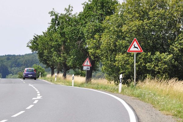 Im Herbst steigt wieder die Gefahr von Unfällen mit Wildtieren. Foto: SP-X